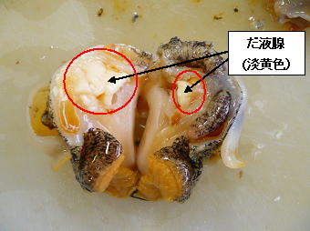 唾液腺の除去方法の写真3