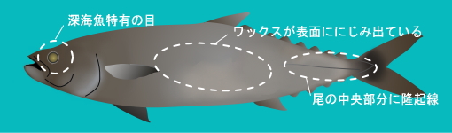アブラソコムツの絵