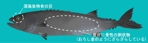 バラムツの絵