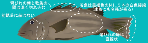 オオクチイシナギの絵