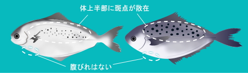 左 ゴマシズ、右 ホシゴマシズの絵