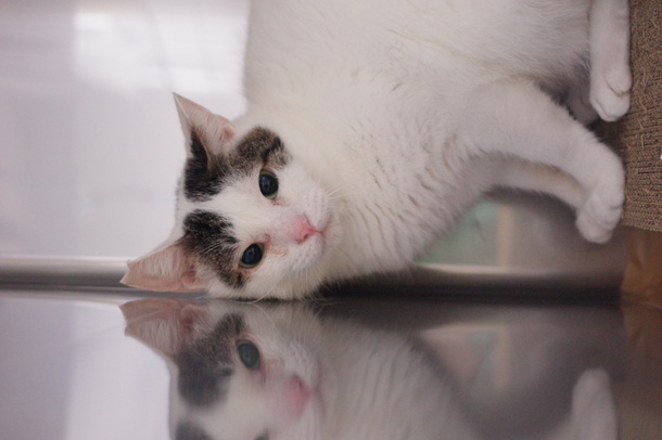 猫の写真1