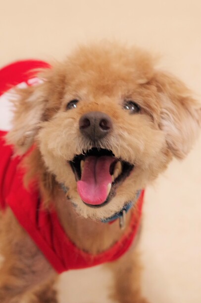 犬の画像2