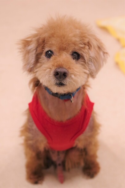 犬の画像4
