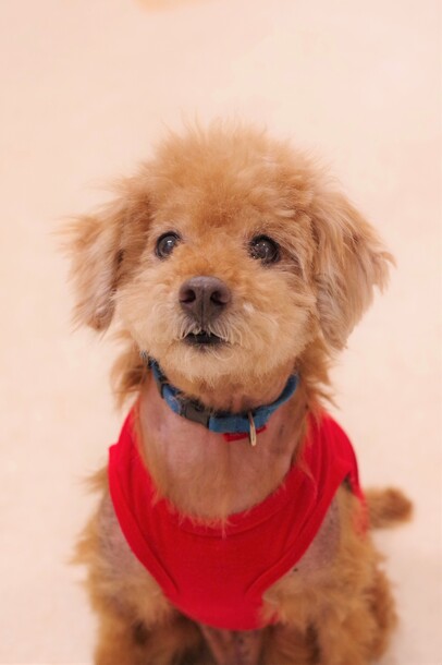 犬の画像1