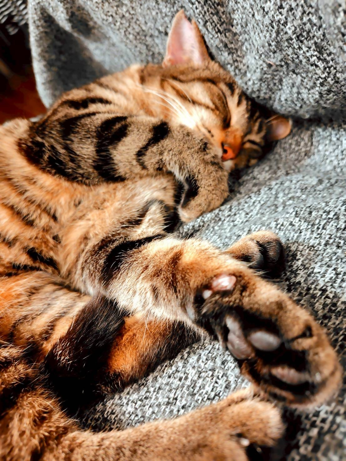 猫の写真1