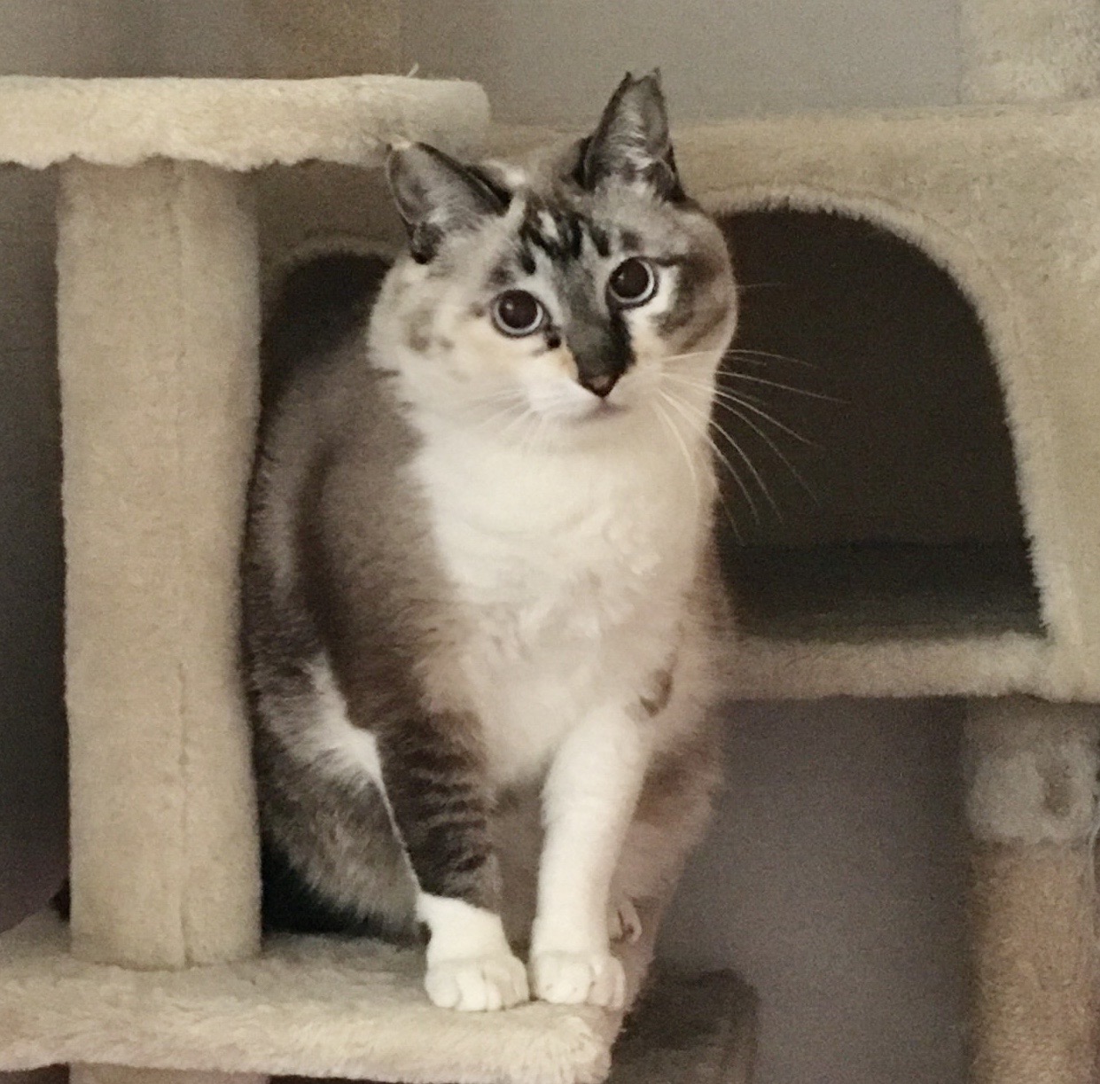猫の写真1