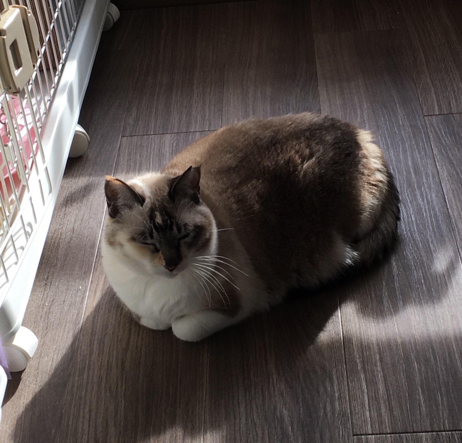 猫の写真2
