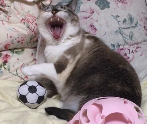 猫の画像4