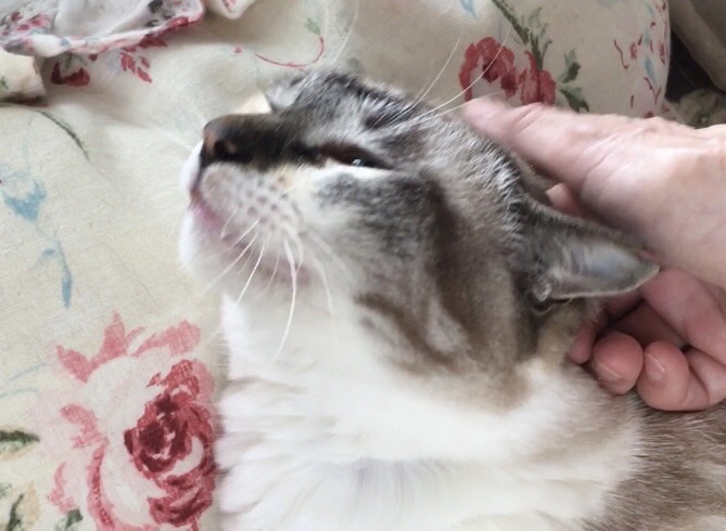 猫の画像3