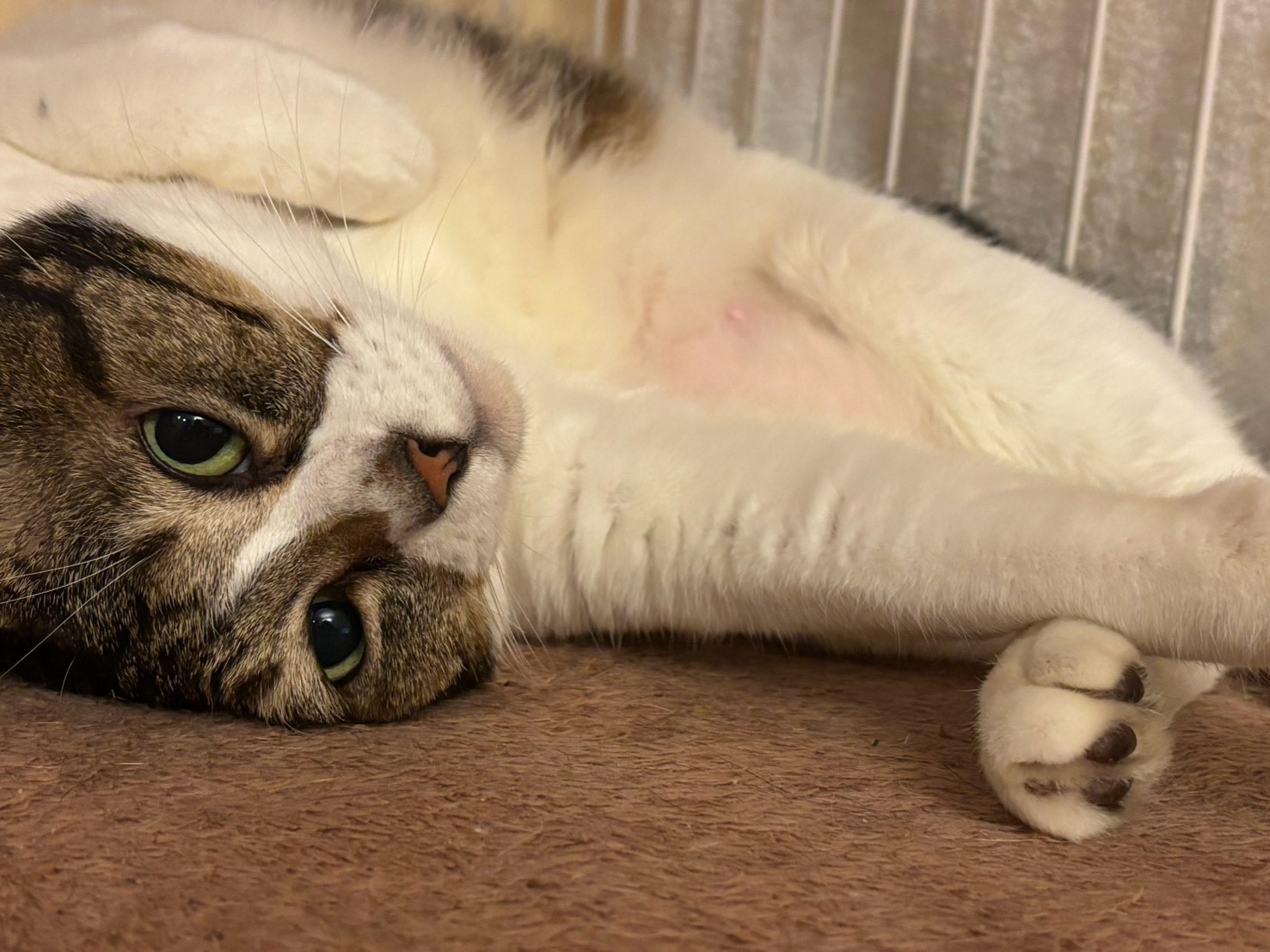 猫の写真3