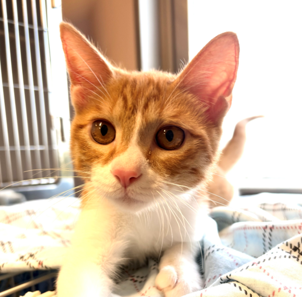猫の画像1