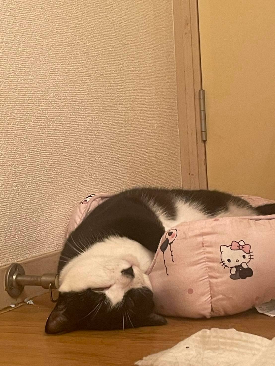 猫の写真2