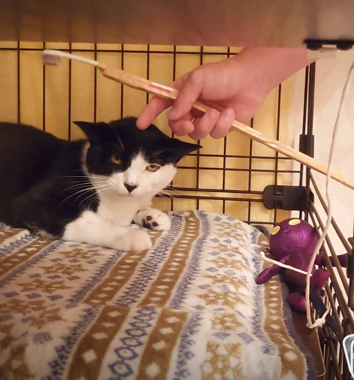 猫の写真4
