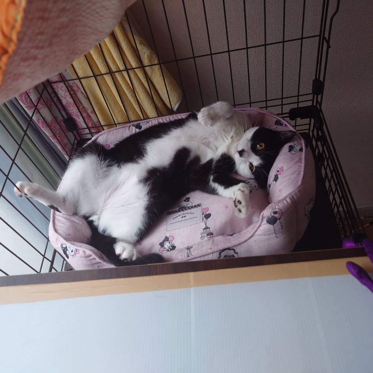 猫の写真3