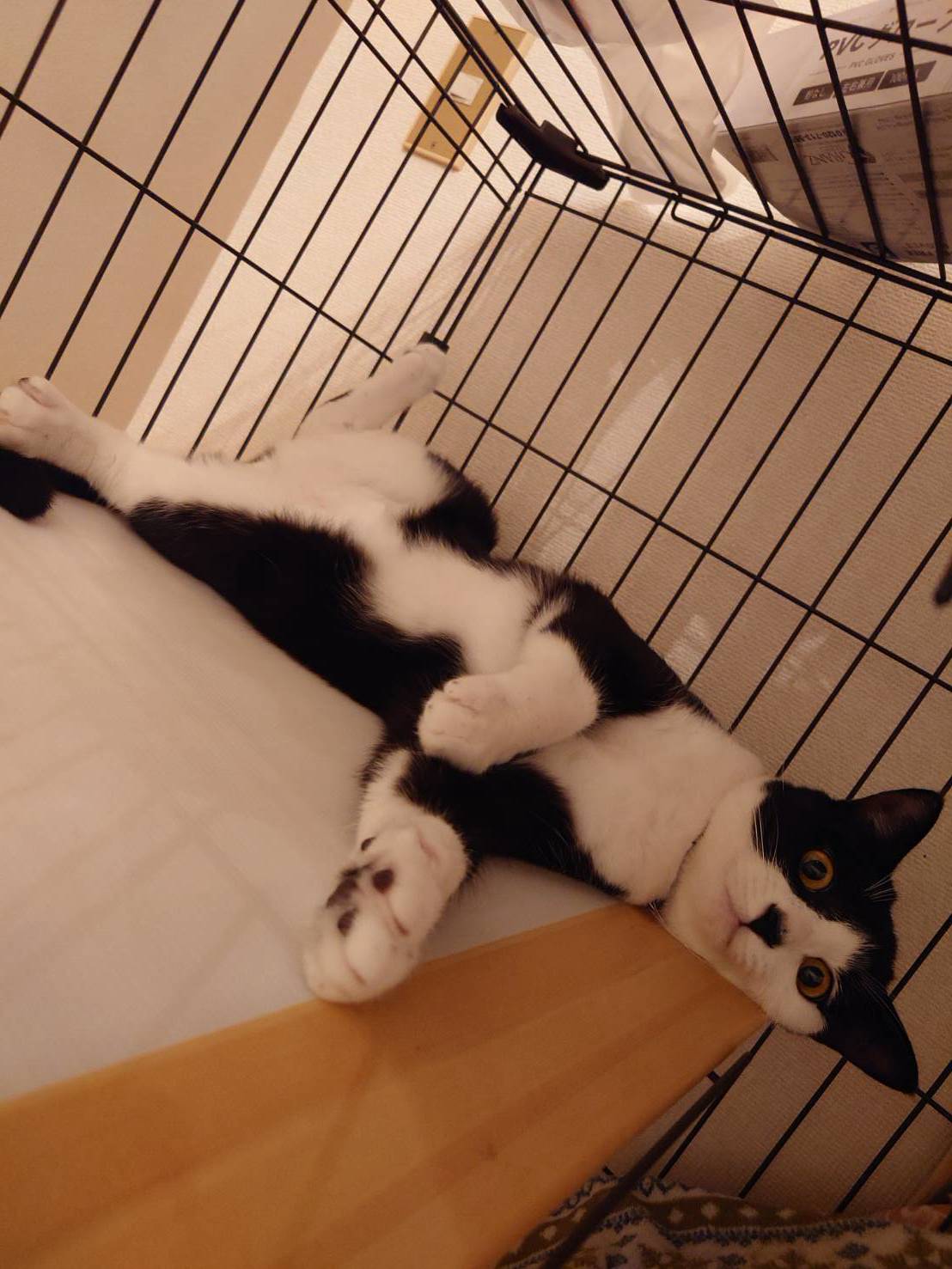 猫の写真1