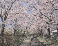 二ケ領用水沿いの桜並木写真
