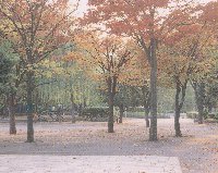 等々力緑地の木々の紅葉風景