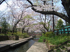 写真（二ヶ領用水親水護岸の上から見た桜）