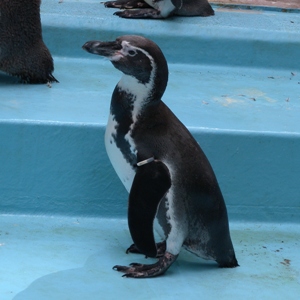 フンボルトペンギン