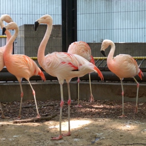 川崎市 チリーフラミンゴ