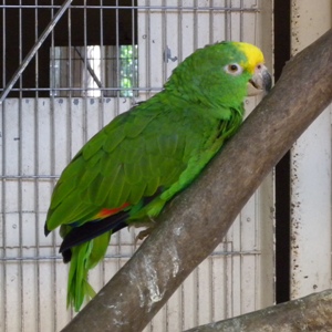 キビタイボウシインコ