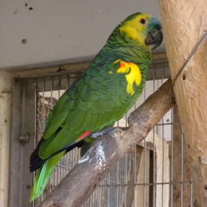 川崎市 アオボウシインコ 青帽子鸚哥