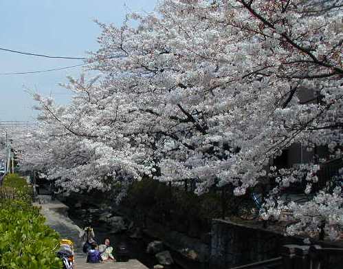 渋川沿いのサクラ