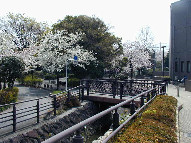 平和館横の水路