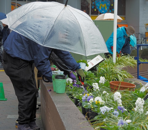 植替えの様子(1)