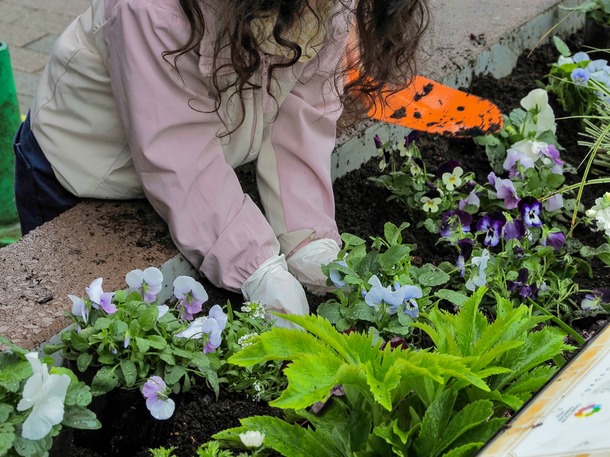 植替えの様子(2)