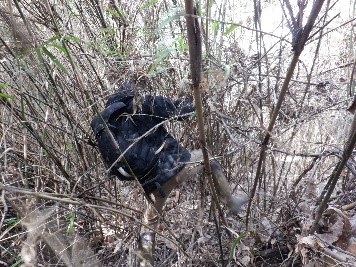 整備前、人の背丈を超えるササが茂っている様子