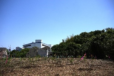 ササを刈って更地にしたところに植樹した直後の様子