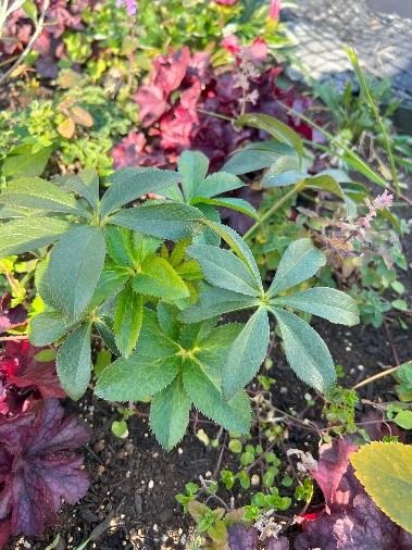 花