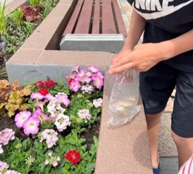 花ガラ摘みの作業の様子