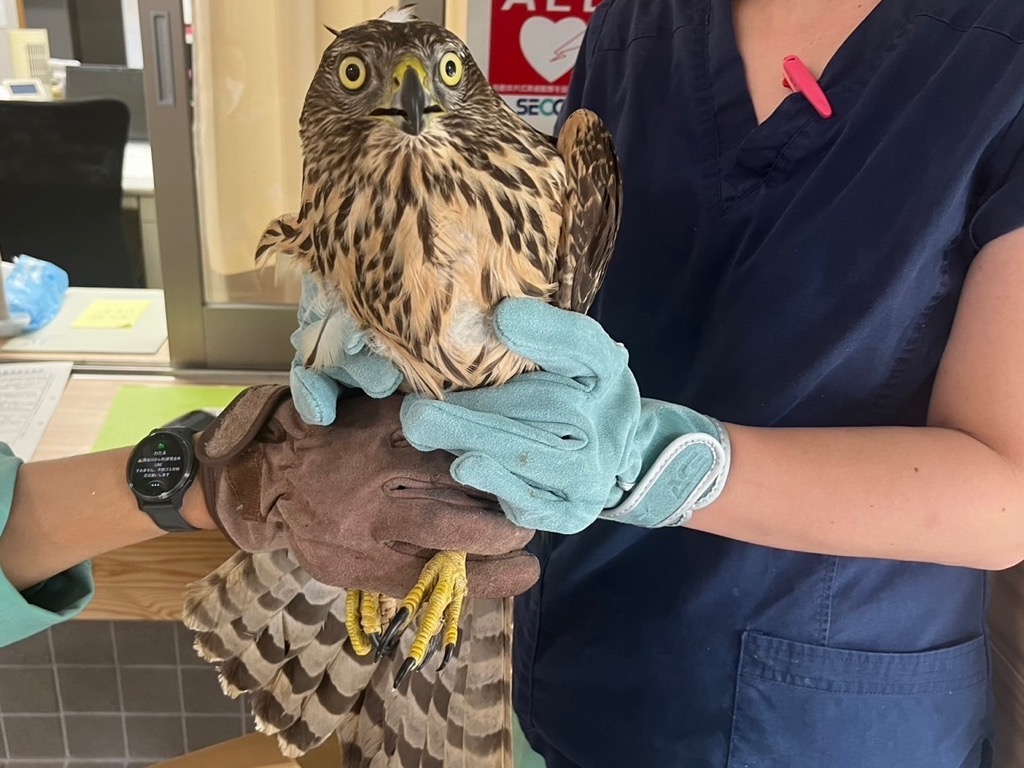 保護鳥獣2