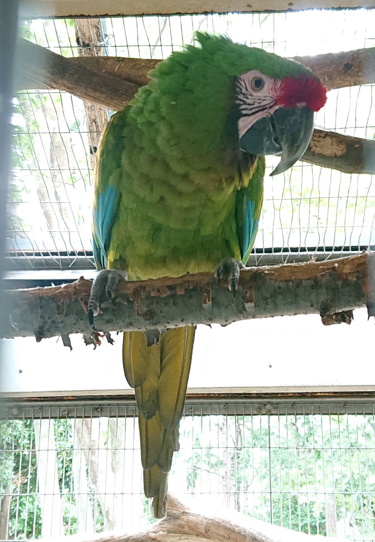 ミドリコンゴウインコ