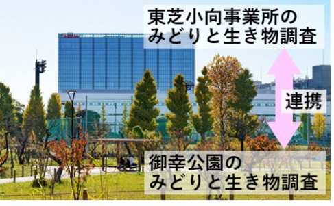 東芝小向事業所でのみどりと生き物調査