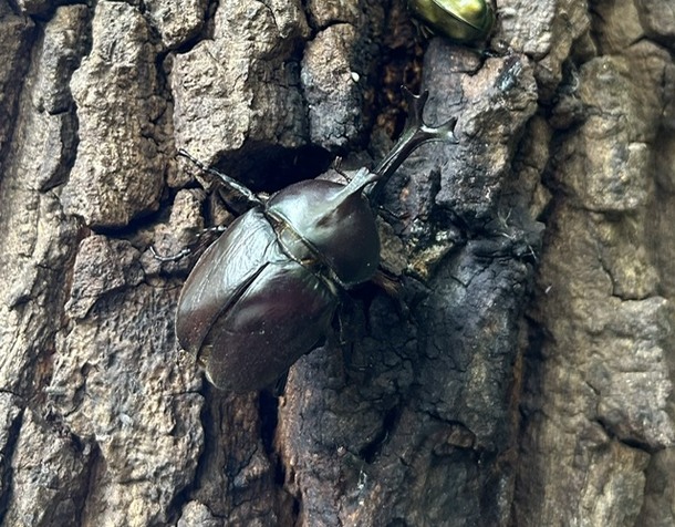 カブトムシを知ろう!