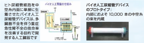 バイオ人工尿細管デバイス