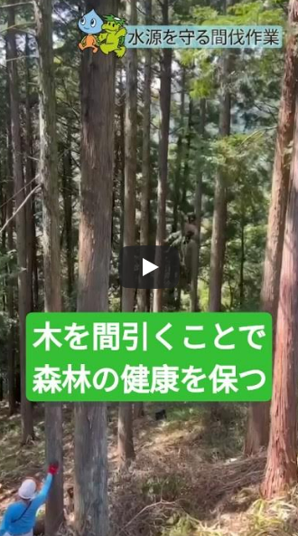 間伐見学の動画です。YouTubeのショート動画へ遷移します。