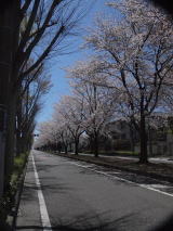 南生田三丁目の桜並木