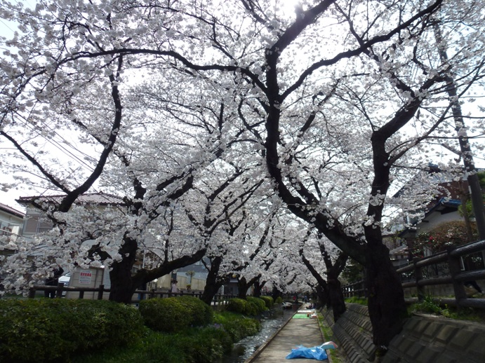 二ヶ領用水沿いの桜