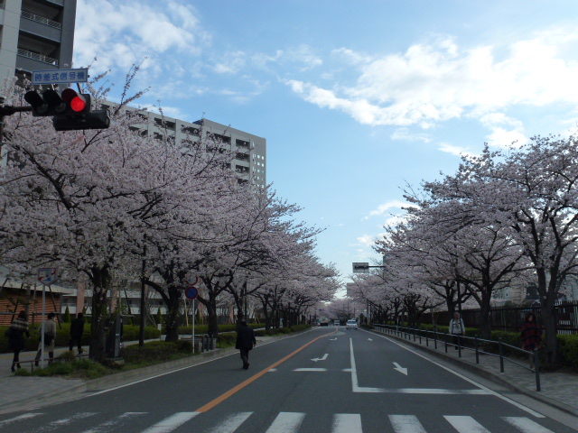 川崎駅西口北の桜並木