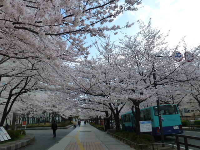 川崎駅西口北の桜並木（ソリッドスクエア前）