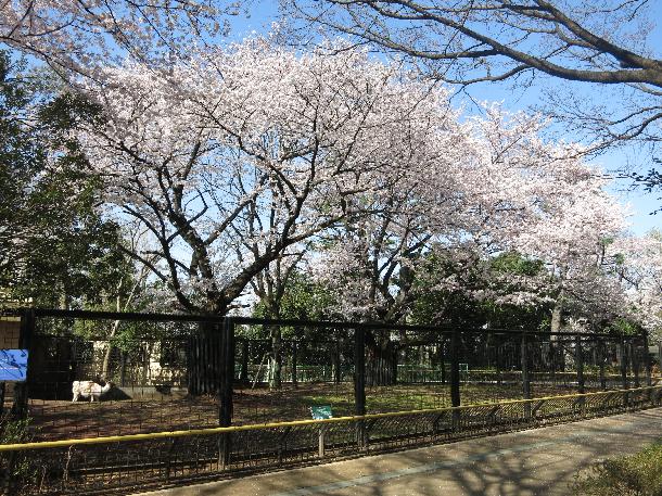 夢見ヶ崎動物公園画像
