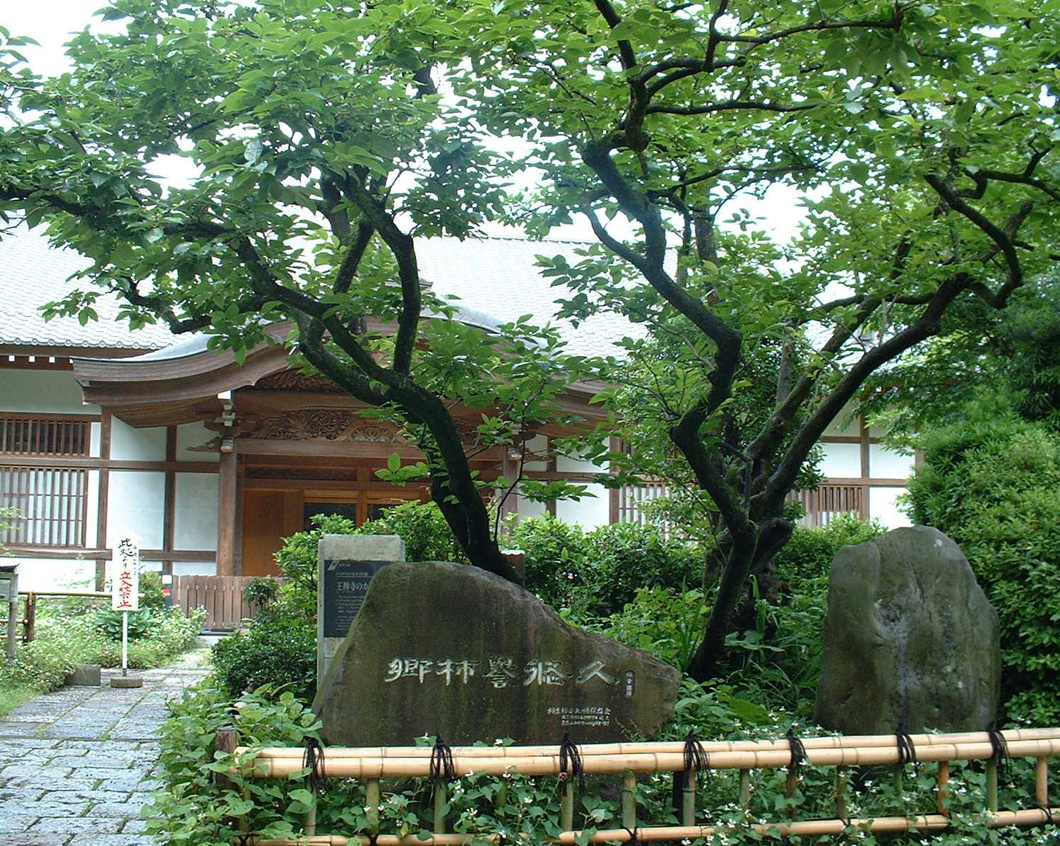 禅寺丸柿の原木