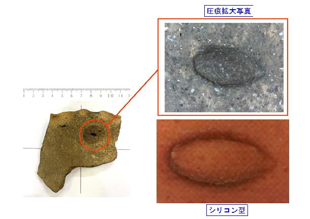 緑ヶ丘霊園遺跡第2地点から出土した土器の圧痕の様子