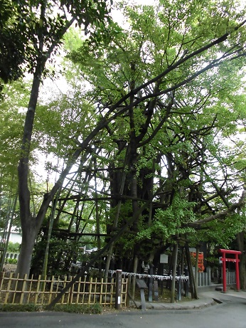 稲毛神社御神木大銀杏