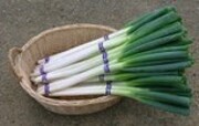 能登白ネギ